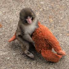 Punch and his plush companion